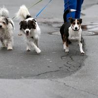 Evo koje tri pasmine pasa najteže podnose hladnoću