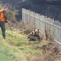 Medvjed koji je sinoć udaren u naselju Barice kod Donjeg Vakufa će biti eutaniziran