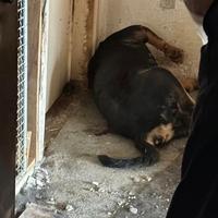 Frapantne scene iz stana u centru Sarajeva: Vlasnica iza rešetaka, psi uginuli od gladi