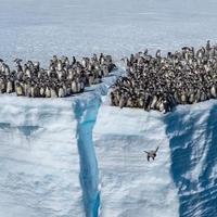 Prvi put zabilježeno kamerom: 700 mladunaca carskog pingvina zaranja u hladne antarktičke vode