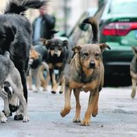 U KS trenutno na ulicama oko 6.000 napuštenih pasa, broj u porastu