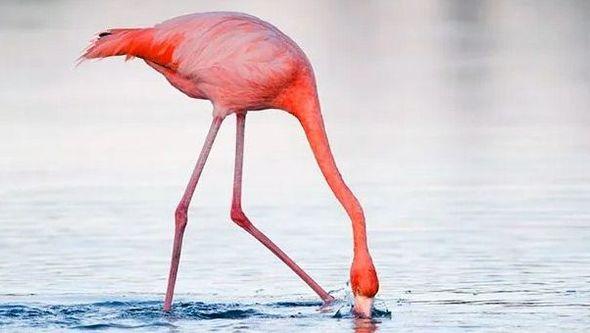 Flamingo - Avaz