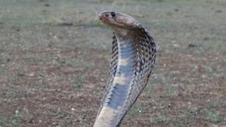 Upoznajte svoje prijetnje: Ovo je pet najopasnijih zmija na svijetu