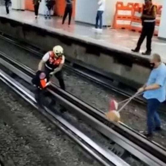 Kokoška napravila zastoj u metrou Meksiko sitija: Službenici je metlom ganjali po šinama