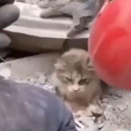 Pogledajte izvlačenje mačića ispod ruševina u Turskoj