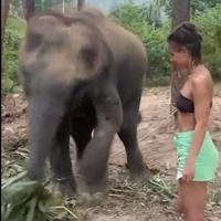 Prišla slonu da se slika, pa zažalila: Ništa od selfija za vrijeme ručka