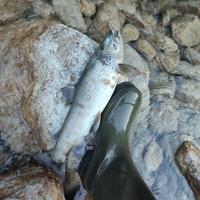 Ekološka katastrofa: Pomor ribe u Neretvi uslijed radova na HE Ulog