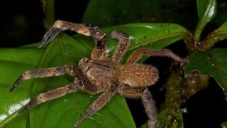 Vijagra od smrtonosnog otrova brazilskog pauka: Naučnici razvijaju neobičnu kremu