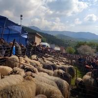 Tradicionalni stočni sajam u Turbetu: Na derneku najbolje išli janjci i magarci