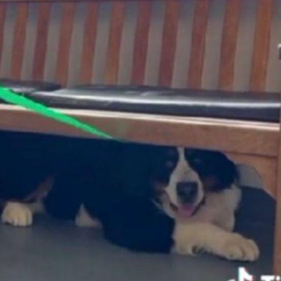 Ovaj pas toliko se boji veterinara da odbija izaći iz skloništa