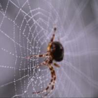 Naučnici ''preveli'' paukovu mrežu u muziku