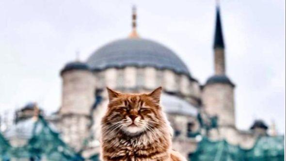 Mačke u islamskom svijetu  - Avaz