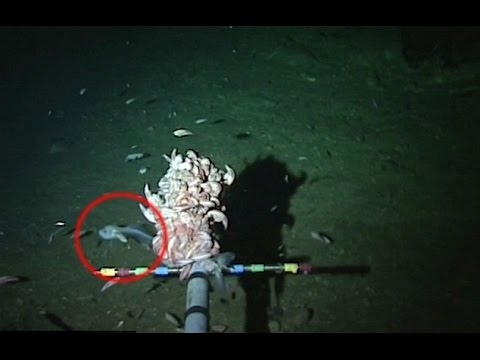 Otkrivena riba na rekordnoj dubini od 8.145 metara