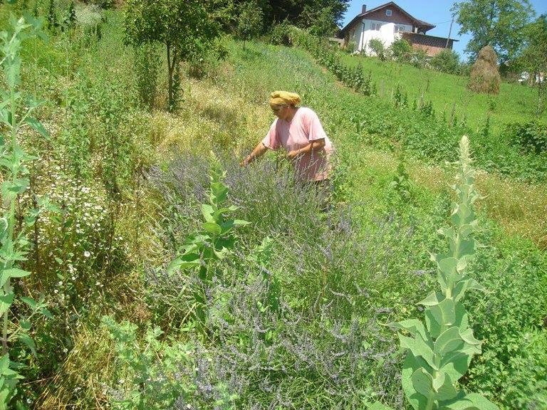 CAZIN U botaničkoj bašti imaju 250 vrsta ljekovitih biljaka