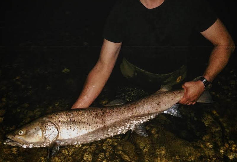 Adem Budimlić u rijeci Sani upecao kapitalnu mladicu mase oko 14 kg (FOTO)