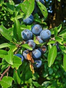 Kako napraviti sok, turšiju i marmeladu od trnina!