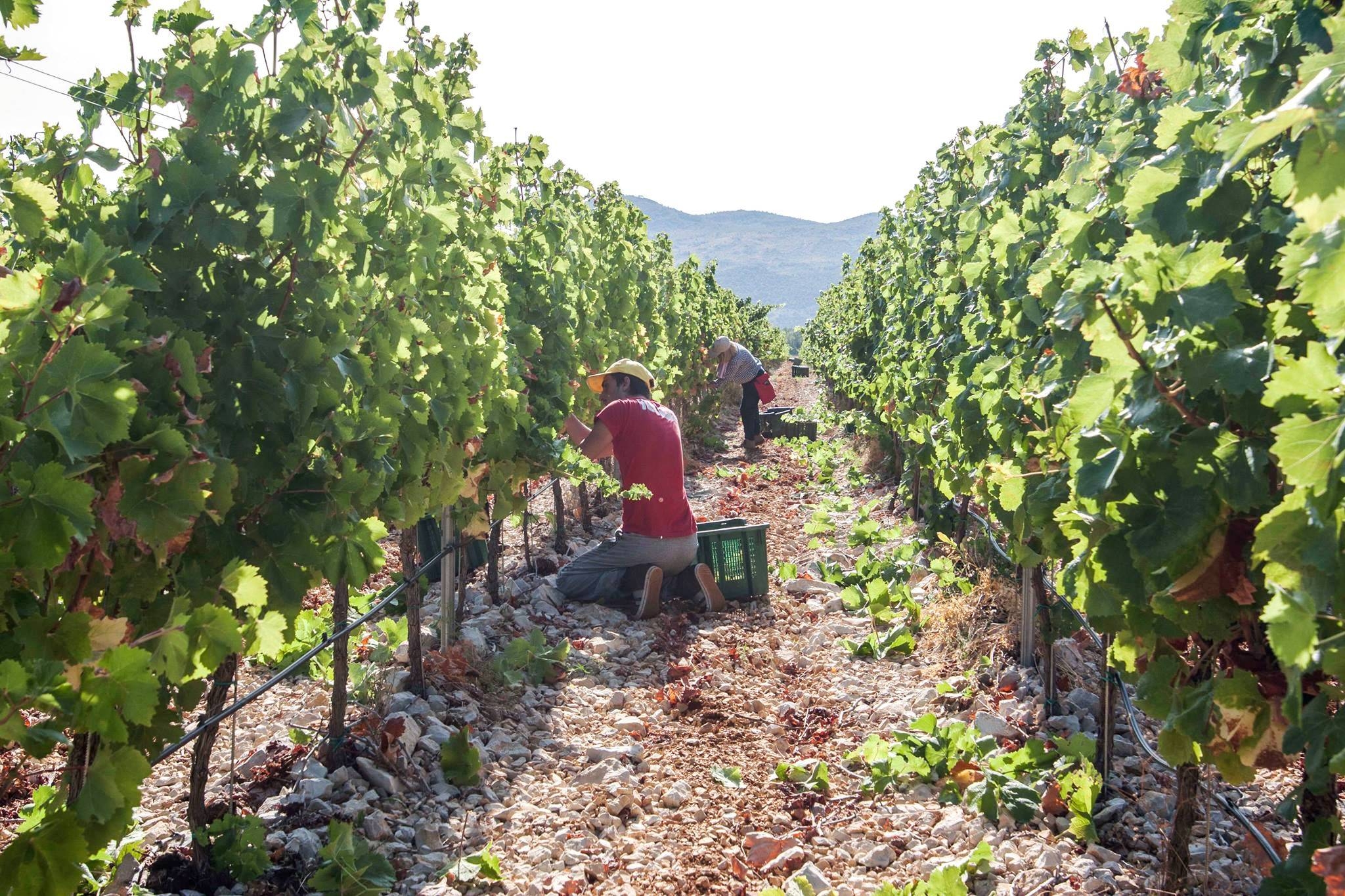 U hercegovačkim vinogradima započela sezona berbe grožđa: Kvalitet izvrstan, ali mraz i suša uzeli danak u količini uroda