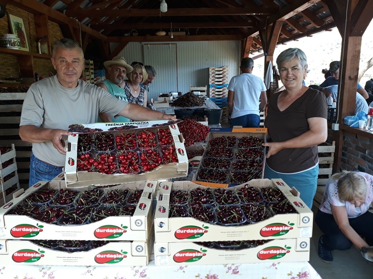 U Sarvanovom trešnjiku zarade džeparac za more