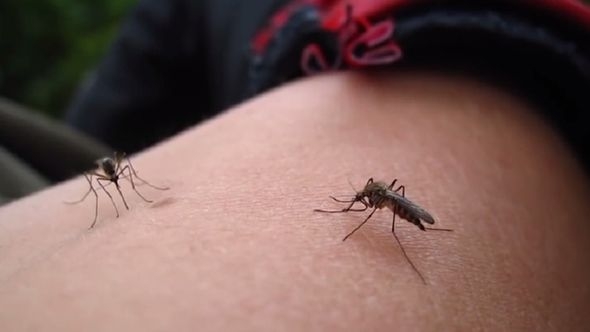 Najefikasnije sredstvo protiv komaraca: Svi ga imamo u kući