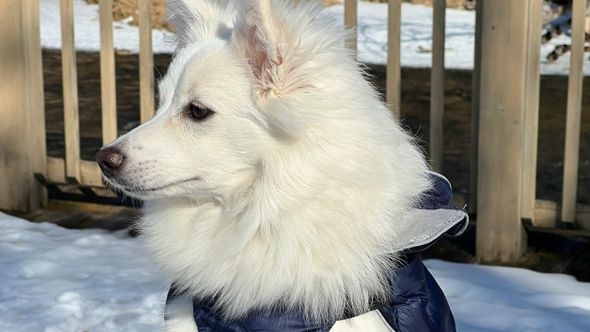 Hladno je: Evo kako znati treba li vaš pas odjeću
