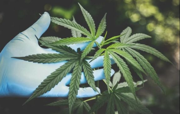 Ogromna studija otkrila nešto neočekivano u vezi medicinskog kanabisa