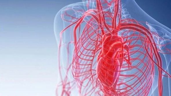 Naučnici napravili veliki korak prema umjetnim organima: Magnetima uspjeli precizno uzgojiti krvne žile