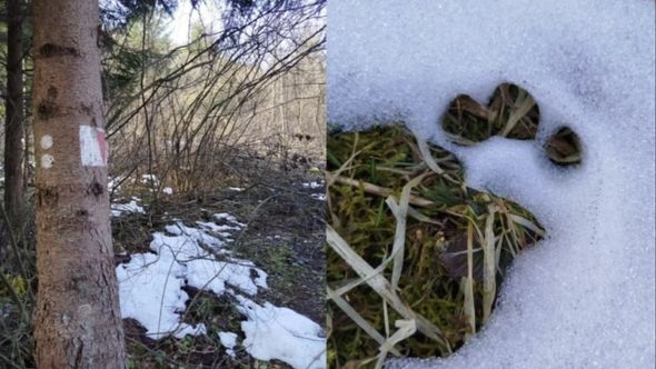 Medvjedica sa mladima sišla do sarajevskog naselja: Mole se mještani da ne bacaju otpad i hranu u šumu