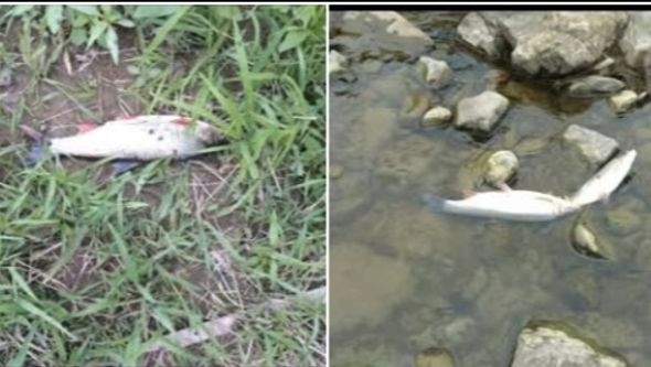 Video / Pomor ribe u rijeci Bosni kod Zenice, slučaj preuzela policija