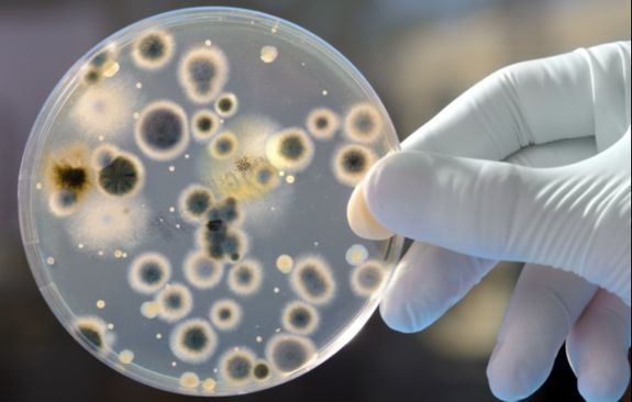 Šta znači pozitivan IgG nalaz na Parvovirus B19 
