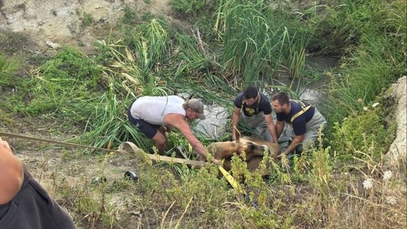 Vatrogasci spasili kravu, ali najljepši dio priče dogodio se nakon toga
