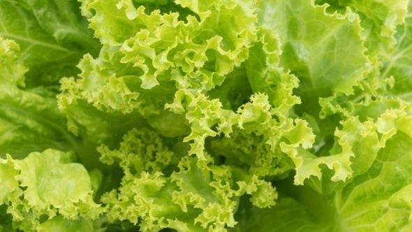 Salata vam više nikad neće propasti u frižideru
