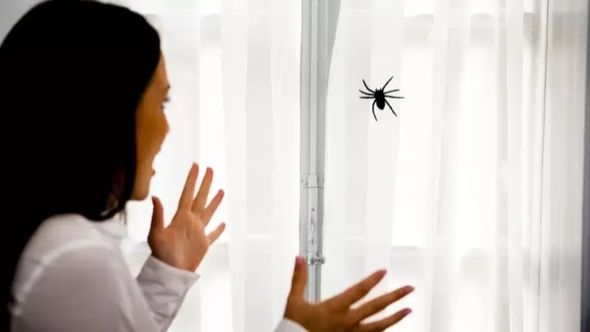Strah vas je pauka: Jednim prirodnim sastojkom ga se možete riješiti iz vašeg doma