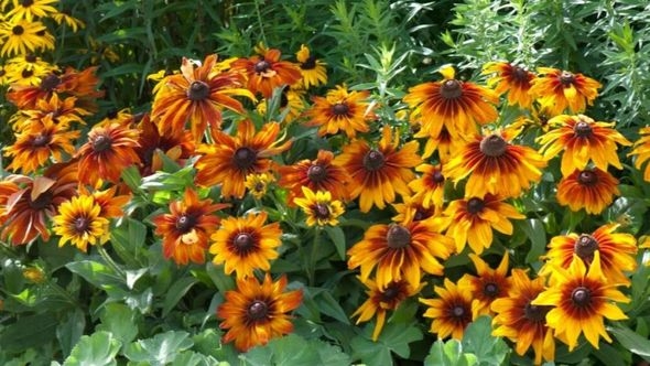 Rudbekija: Vatreno žuta ljepotica koju morate primijetiti 