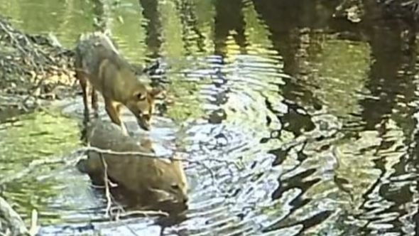Video / Rijedak prizor s Plitvičkih jezera: Kamera uhvatila opuštene šakale, mišljenja javnosti podijeljena