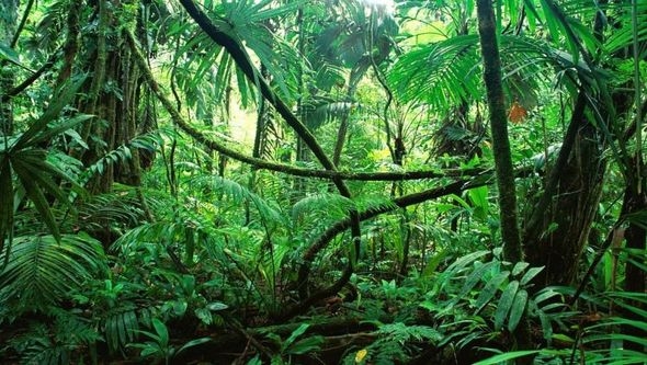 U Indoneziji pronađen sisavac koji nije viđen više od 60 godina