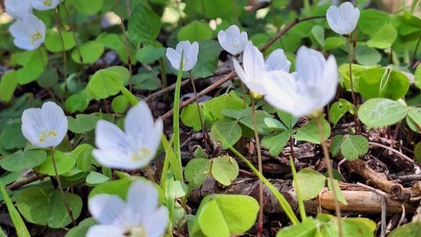 Međunarodni dan zdravlja bilja: BiH među prvih pet zemalja u Evropi po biološkoj raznolikosti