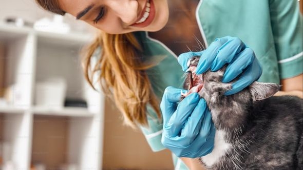 Zdravlje ljubimaca: Dentalna higijena mačaka izuzetno je važna