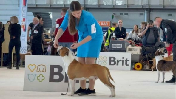 Veliki uspjeh Bihaća: Pas Aldina Kulenovića osvojio prvo mjesto na "European Dog Show 2025"
