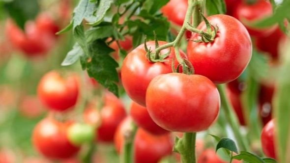 Želite više paradajza ovog ljeta: Jedan trik pri sadnji pravi veliku razliku