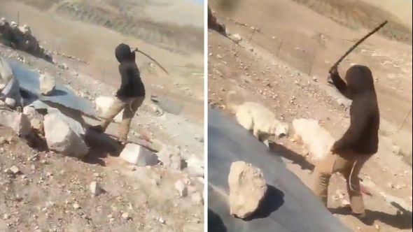 Izraelski doseljenik brutalno premlatio psa u palestinskom selu, širi se snimka
