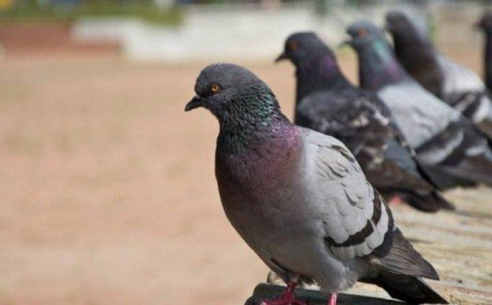 Zašto rijetko viđamo mladunce golubova?