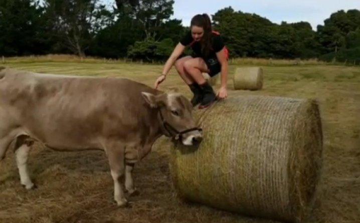 Roditelji joj nisu htjeli kupiti konja pa je odlučila jahati kravu (VIDEO)