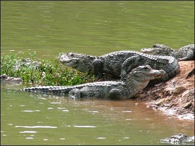 Krokodili ubili sedam osoba: Išli na rijeku zbog žeđi