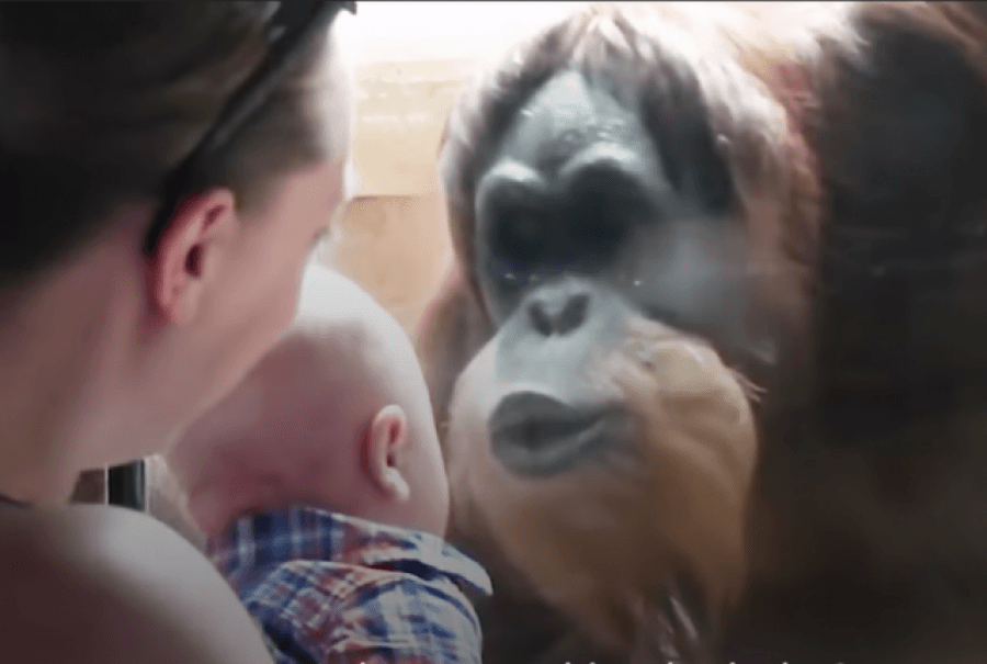 Simpatično i urnebesno: Orangutan pokušava poljubiti bebu preko stakla