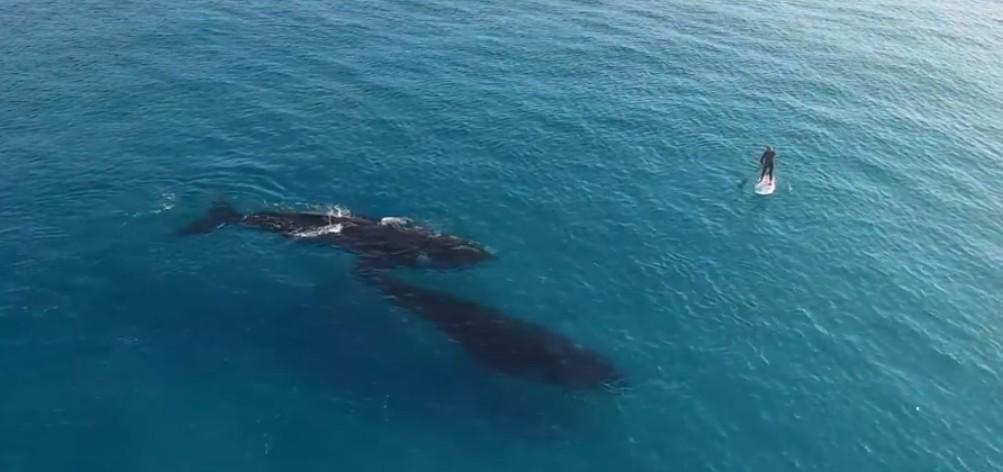 Japan: Ubijeno 177 kitova