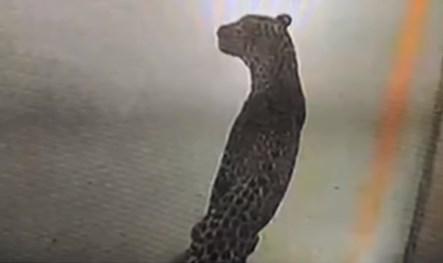 Radnici bježali glavom bez obzira: Zalutali leopard zatvorio jednu od najvećih fabrika automobila