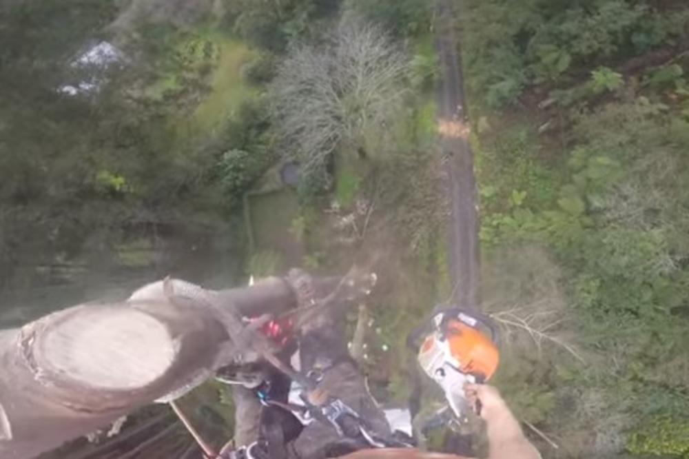 Da se naježiš: Popeo se na drvo visoko 45 metara, pa ga isjekao motornom testerom, sve je snimio kamerom