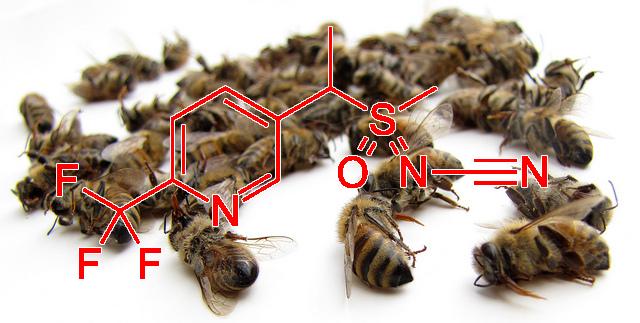 Ima li pravde za pčele? Francuska vlada pogazila riječ i odobrila korištenje novog smrtonosnog pesticida – Sulfoxafora