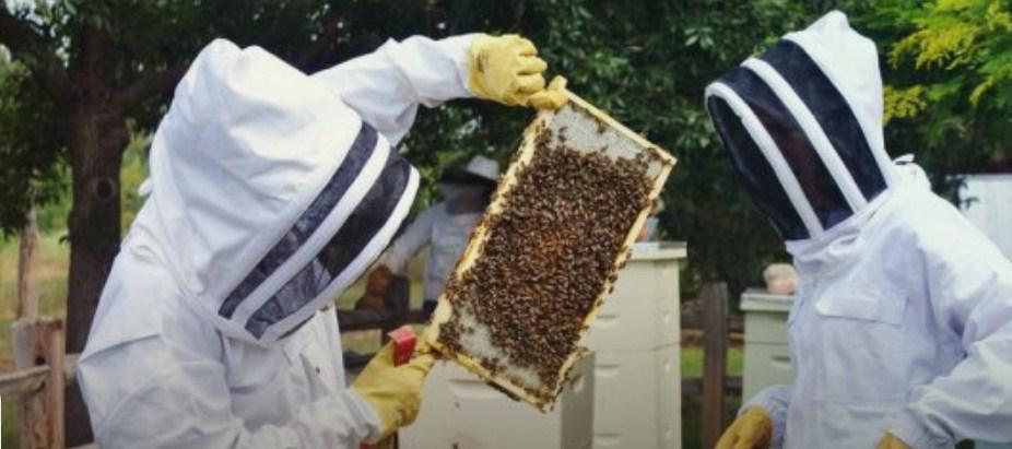 Zamjena plodišnog saća po metodi engleskog pčelarskog stručnjaka Leslija Bejlia