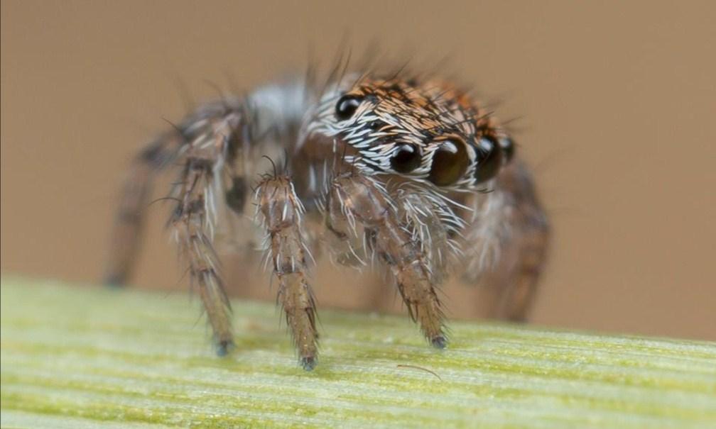 Treba li pauke izbacivati iz kuće? Evo odgovora